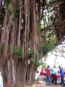 2016 Barb Sunbry Banyan Bearded Fig