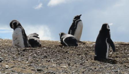 A Punta Arenas Penguin 1