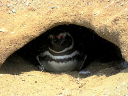 A Punta Arenas Penguin 3 in Nest