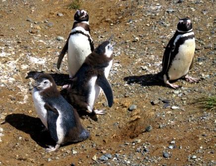 A Punta Arenas Penguin 4 Family