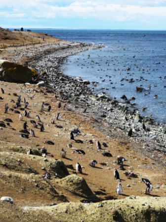 A Punta Arenas Penguin 5 Bird Beach