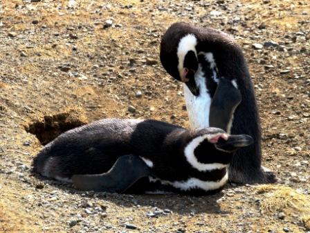 A Punta Arenas Penguin 6