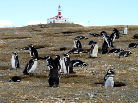 A Punta Arenas Penguin 8