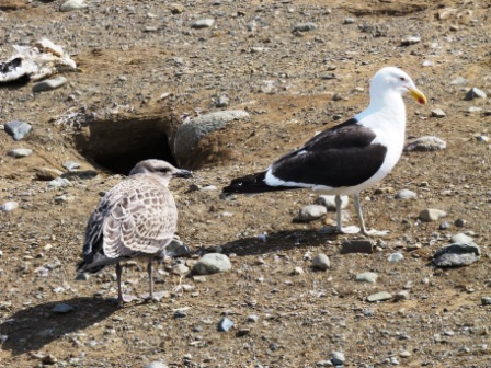 A Punta Arenas Penguin Birds