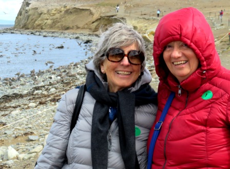 A Punta Arenas Penguin D Donlon