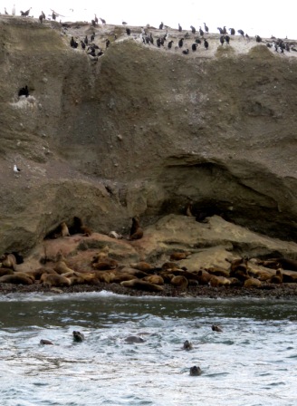A Punta Arenas Penguins SeaLions Swim