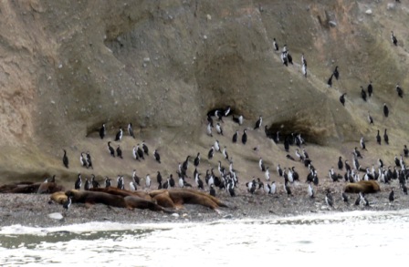 A Punta Arenas Penguins SeaLions