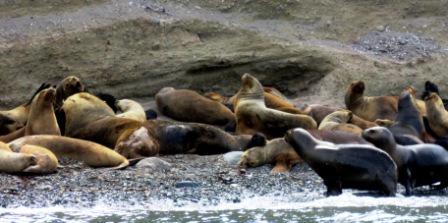 A Punta Arenas Sea Lions 2