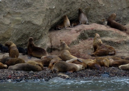 A Punta Arenas Sea Lions