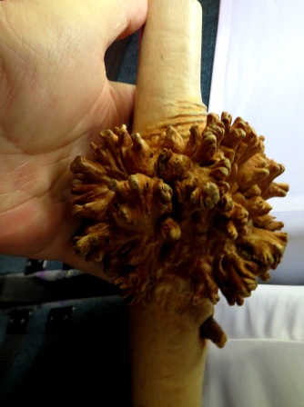 A Ushuaia Park Tree Fungus