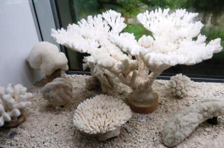 0226 Tahiti Museum 2 Coral