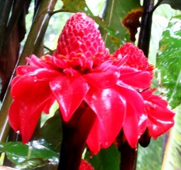 0226 Tahiti Vaipahi Gardens 3