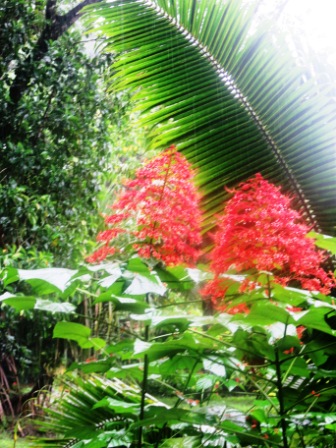 0226 Tahiti Vaipahi Gardens 8 Flowers