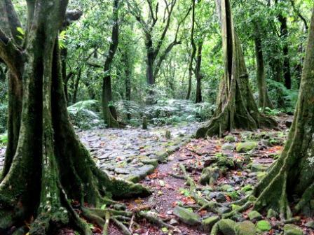 03 20160227 Moorea Trees Marae