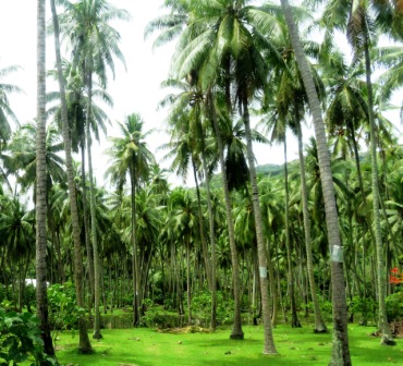 09 20160227 Moorea Coconut Plantation