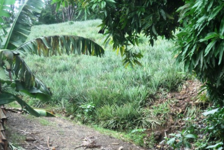 10 20160227 Moorea Pinapple Farm