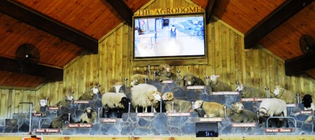 A Auk Agrodome All Sheep