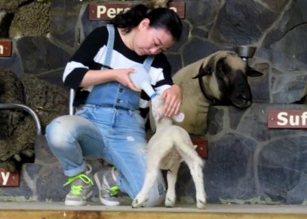 A Auk Agrodome Feeding baby lamb