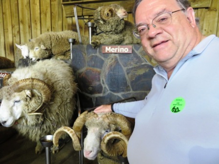 A Auk Agrodome Petting the Sheep