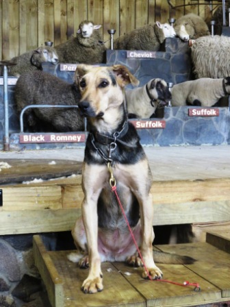 A Auk Agrodome Sheep Dog