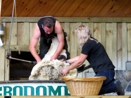 A Auk Agrodome Sheep Shearing