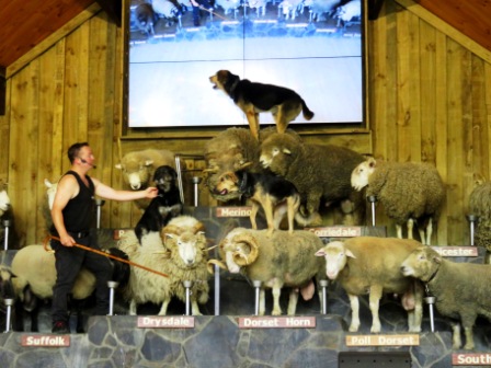 A Auk Agrodome Sheep w dog on top