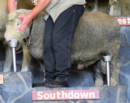 A Auk Agrodome Southdown BBQ