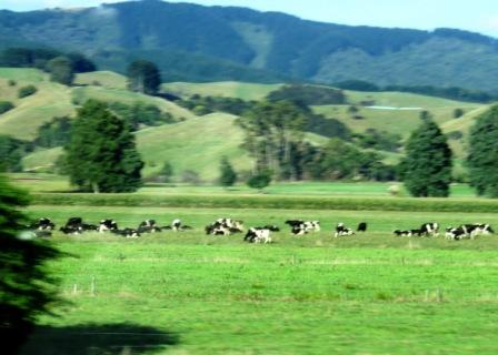 A Auk Cattle Farming
