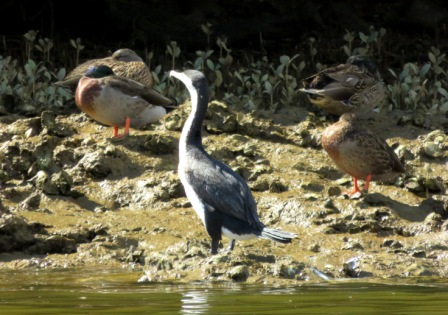 A BOI Maori Boat 6 Birds 1