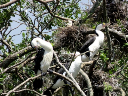 A BOI Maori Boat 6 Birds 2