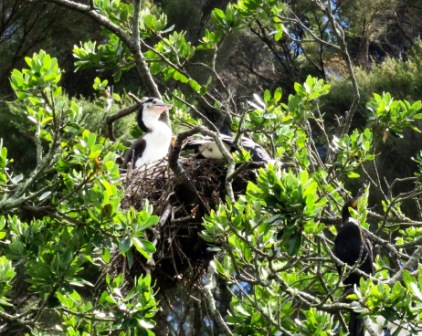 A BOI Maori Boat 6 Birds 3