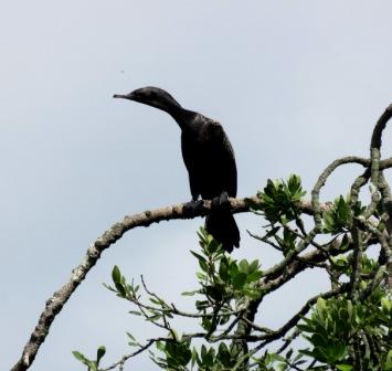 A BOI Maori Boat 6 Birds 4