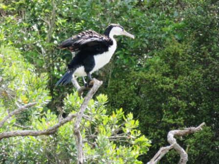 A BOI Maori Boat 6 Birds 5