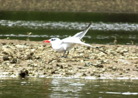 A BOI Maori Boat 6 Birds 6