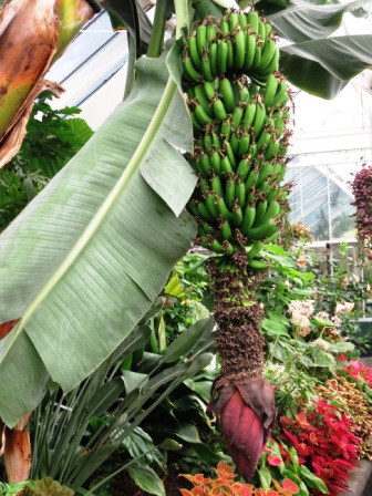 A Wel Rose Gdn Banana Plant