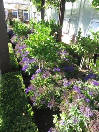 A Wel Rose Gdn Heliotrope Lemon