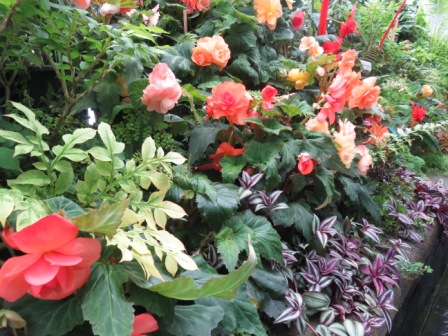 A Wel Rose Gdn Inside Greenhouse