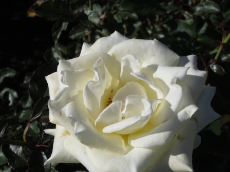 A Wel Rose Gdn Rose White