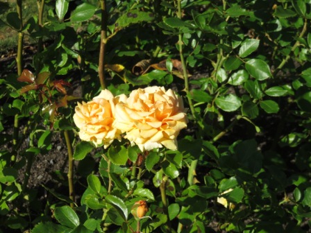 A Wel Rose Gdn Rose Yellow
