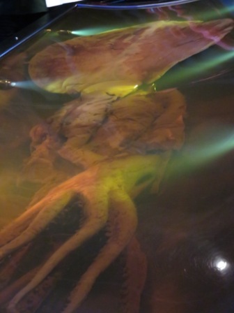 A Wel TePapa 3 Squid