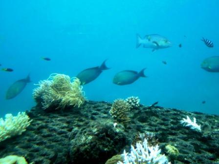 A06 GBR 0316 Under Pont 1