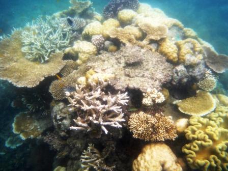 A10 GBR 0316 Coral 1