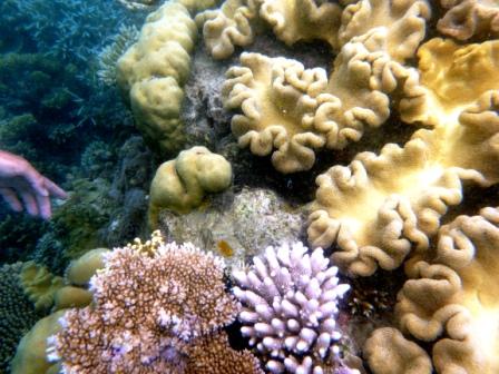 A11 GBR 0316 Coral 2