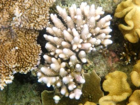 A12 GBR 0316 Coral 3