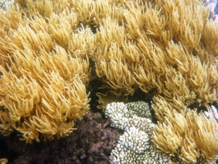 A15 GBR 0316 Coral 6 Soft