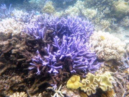 A16 GBR 0316 Coral 7 Blue