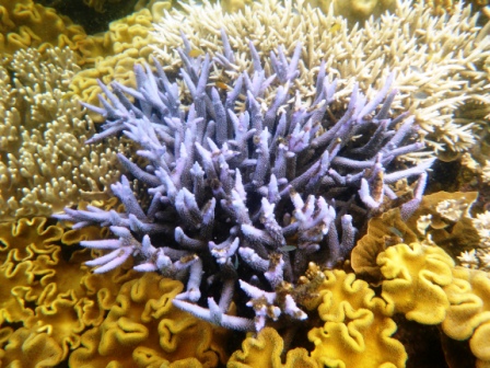 A17 GBR 0316 Coral 8 Blue