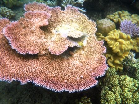 A19 GBR 0316 Coral 10