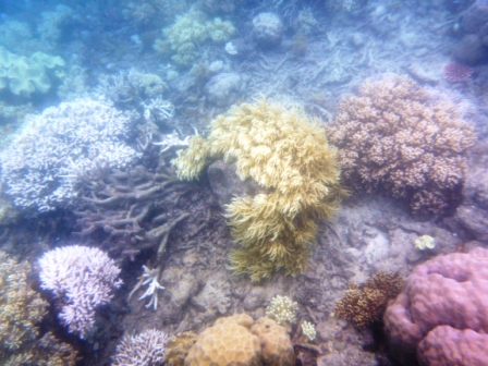 A20 GBR 0316 Coral 11