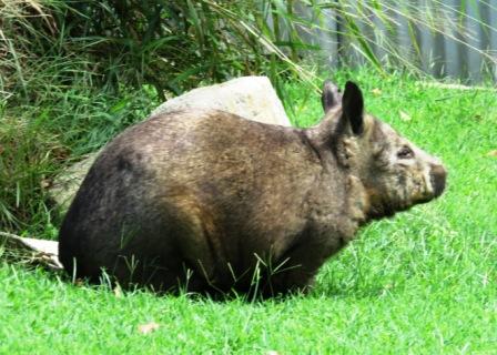 A21 Bris 0313 LPKS Wombat